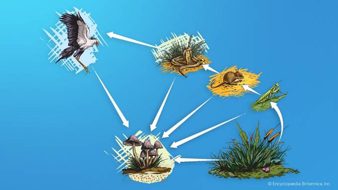 A food chain with arrows from grass to an insect to a mouse to a snake ... Biology Diagrams